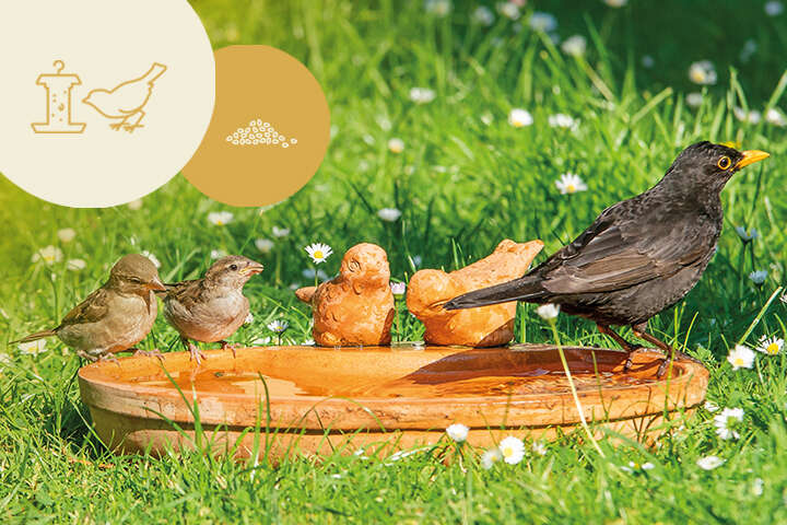 themenwelt wie kannst du wildtiere in deinem garten unterstuetzen